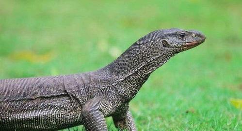 印度巨蜥爆料新闻最新版,揭秘神秘生物的生存现状与挑战